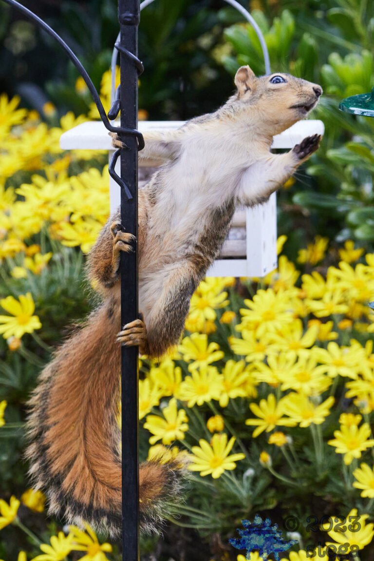 Fox Squirrel