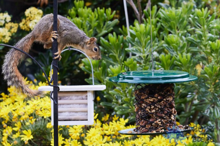 Fox Squirrel