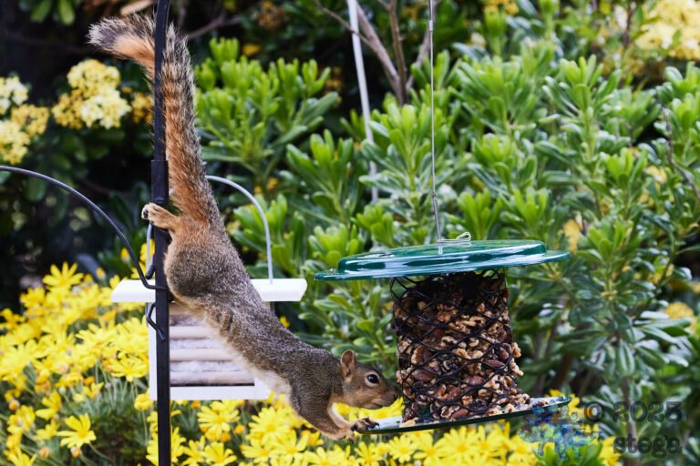 Fox Squirrel