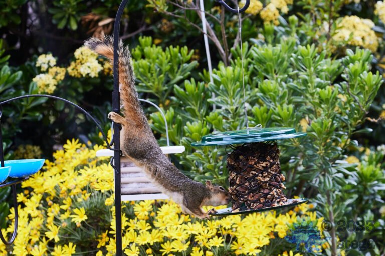 Fox Squirrel