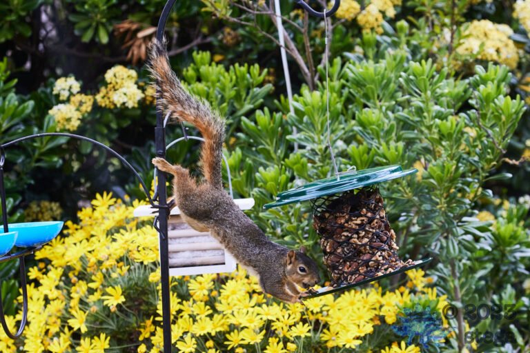 Fox Squirrel