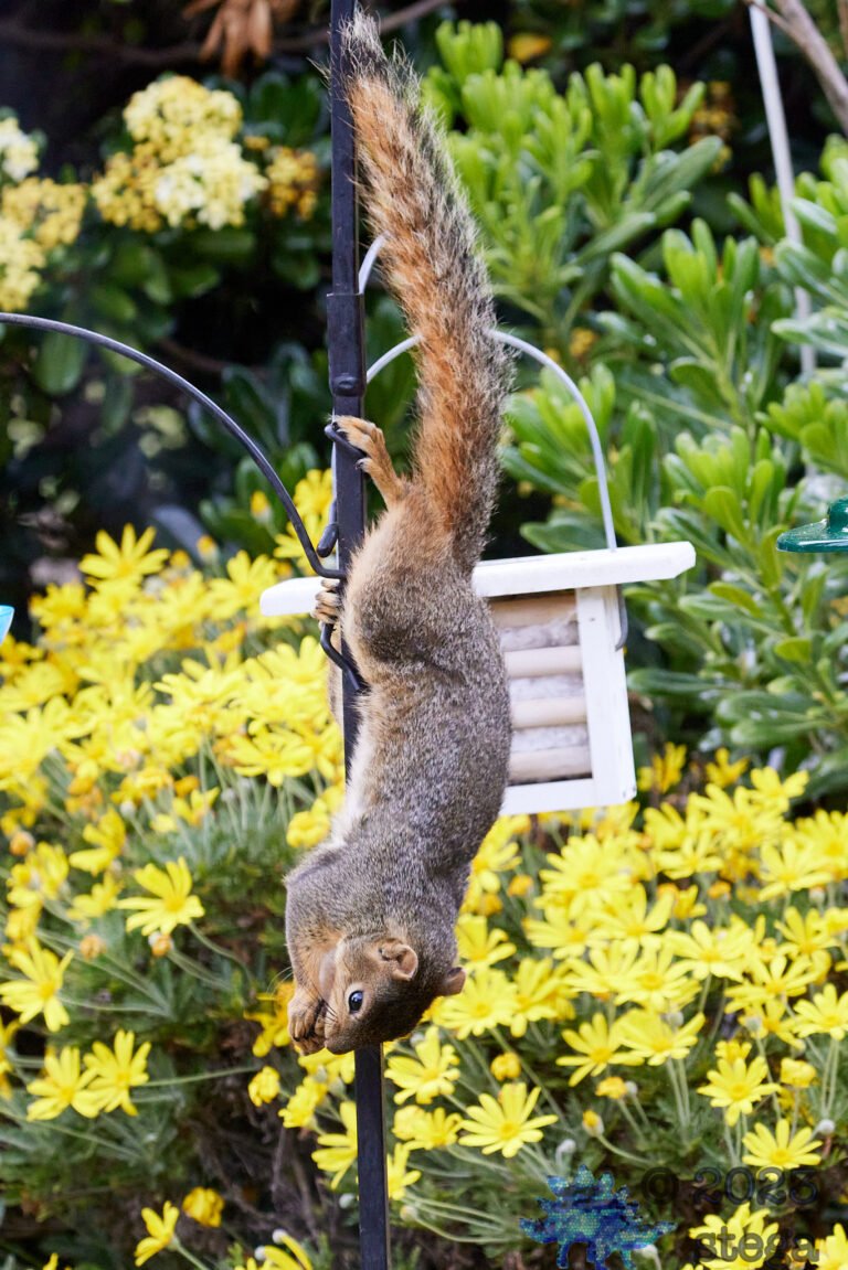 Fox Squirrel