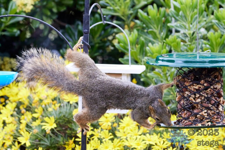Fox Squirrel