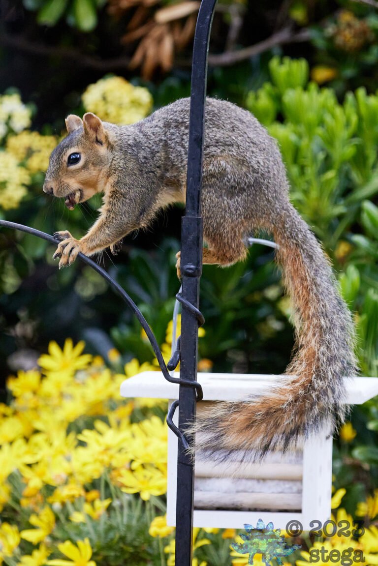 Fox Squirrel