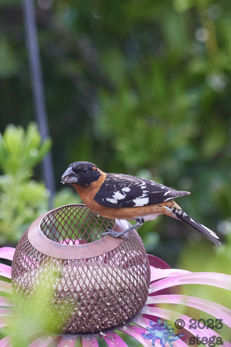 Black-Headed Grosbeak