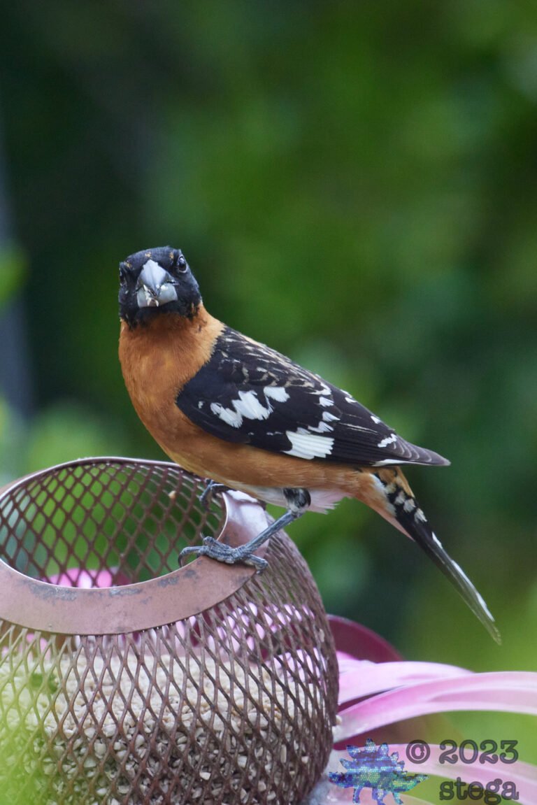 Black-Headed Grosbeak