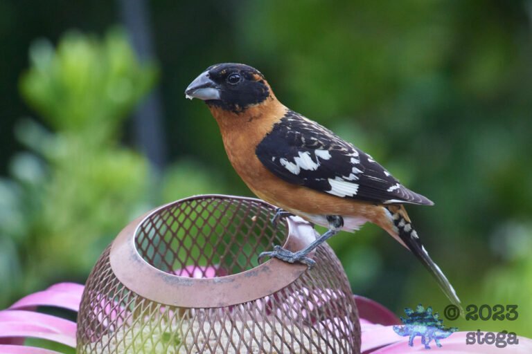 Black-Headed Grosbeak