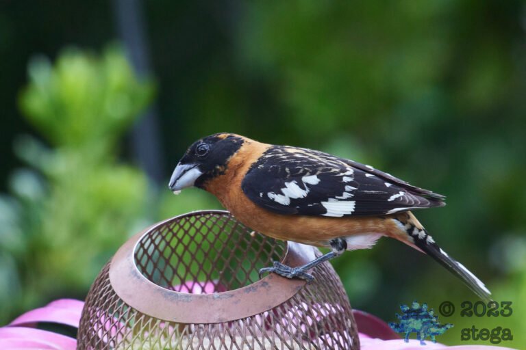 Black-Headed Grosbeak