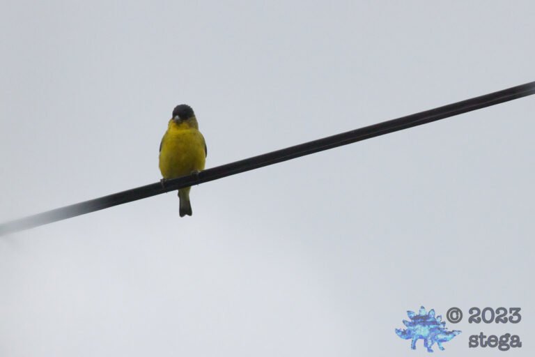 Lesser Goldfinch