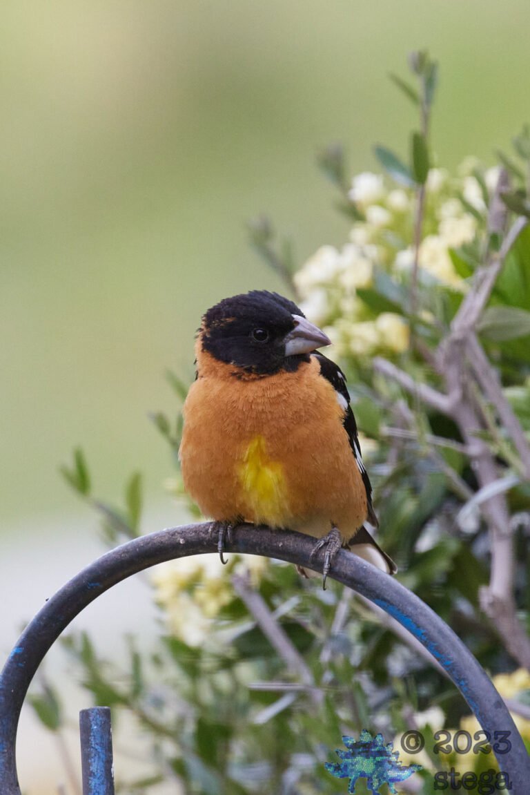 Black-Headed Grosbeak