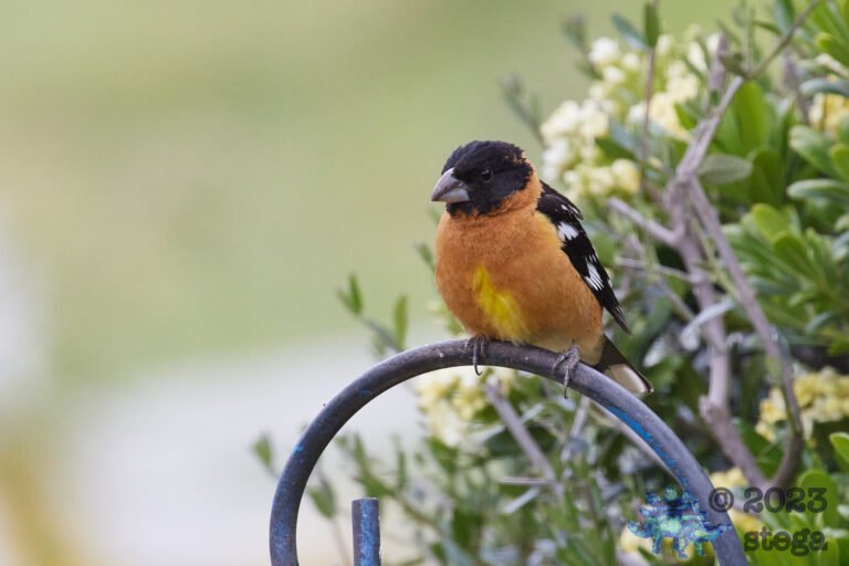 Black-Headed Grosbeak
