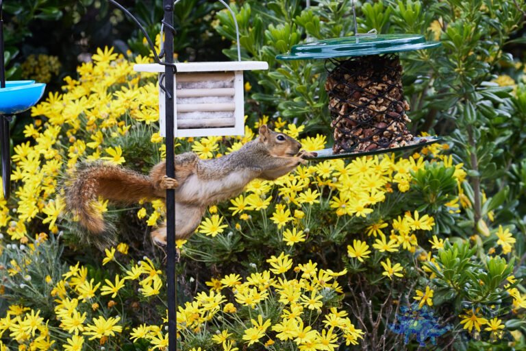 Fox Squirrel
