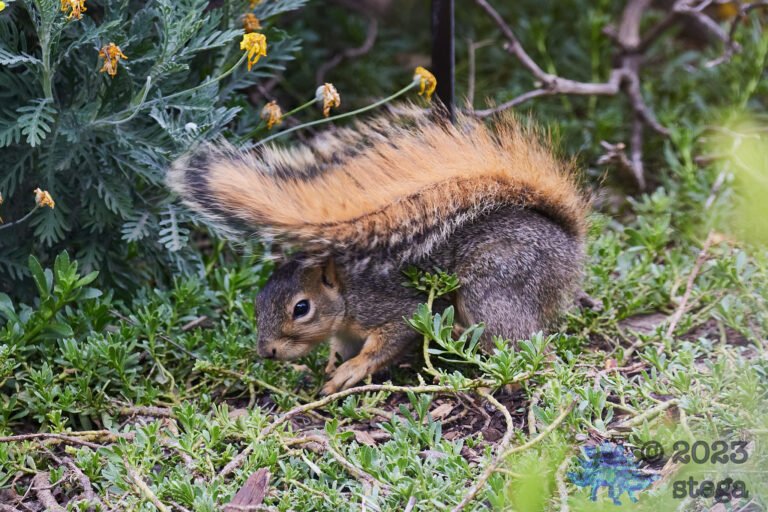 Fox Squirrel