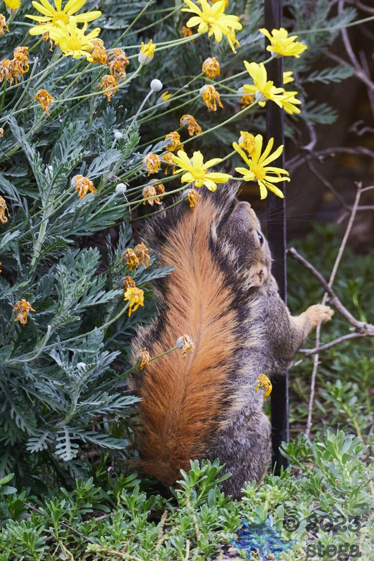 Fox Squirrel