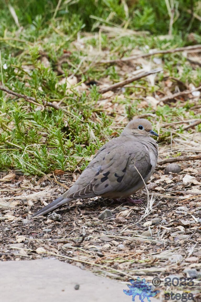 Mourning Dove
