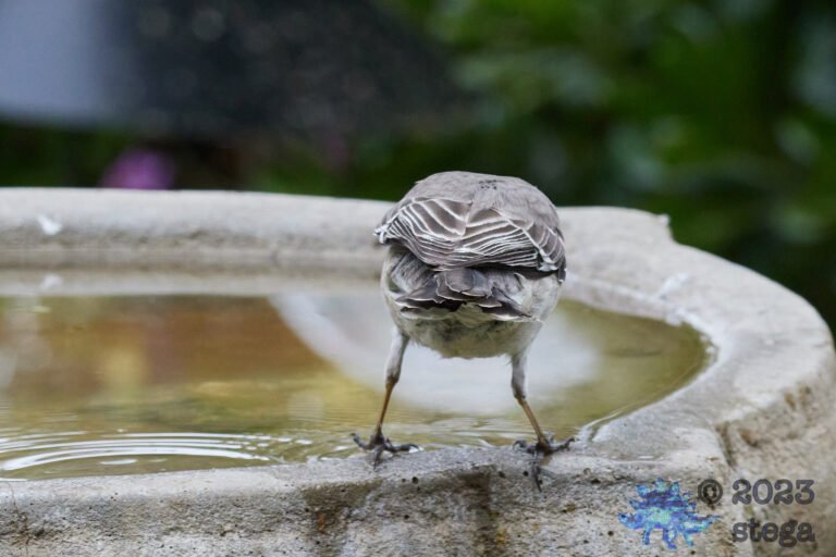 Northern Mockingbird