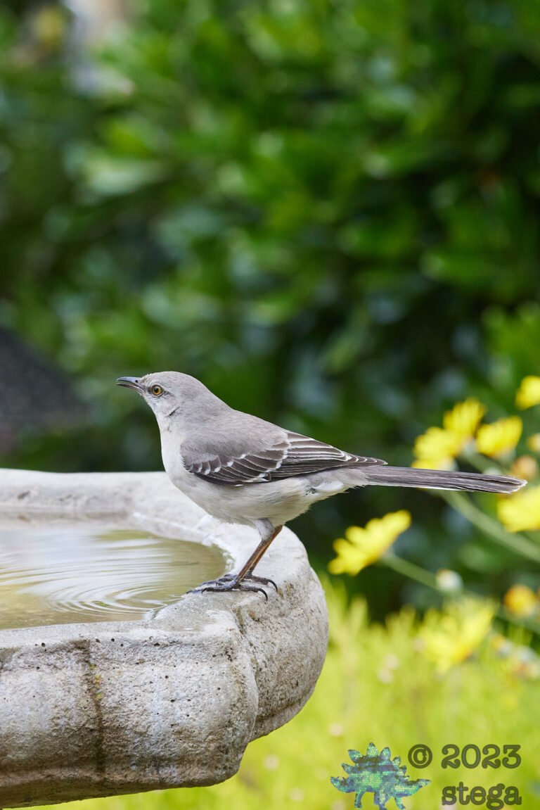 Northern Mockingbird