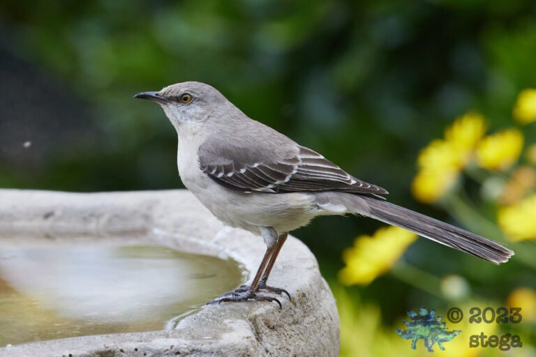 Northern Mockingbird