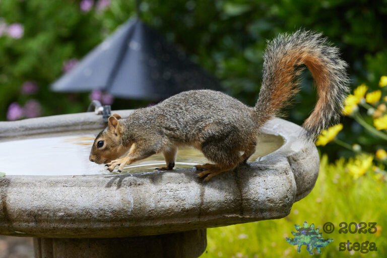 Fox Squirrel