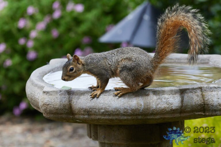 Fox Squirrel