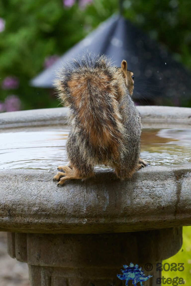 Fox Squirrel