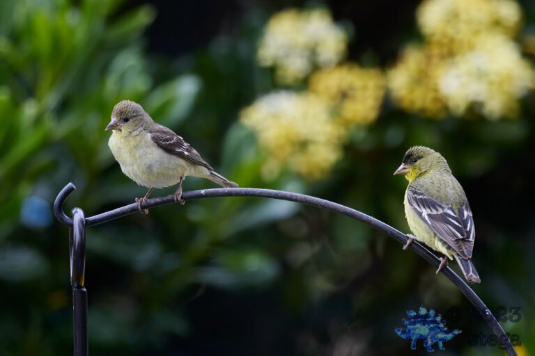 Goldfinches