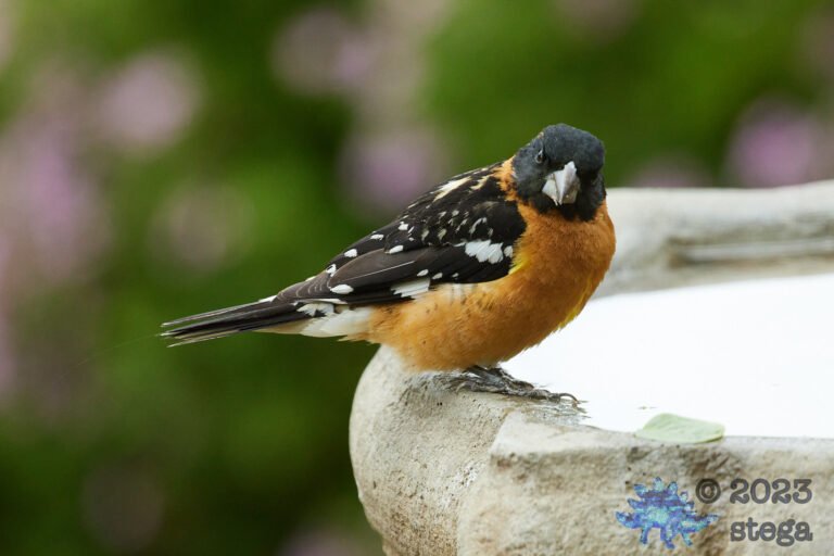 Black-Headed Grosbeak
