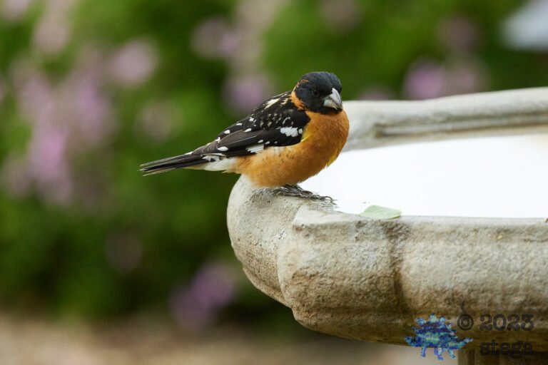 Black-Headed Grosbeak