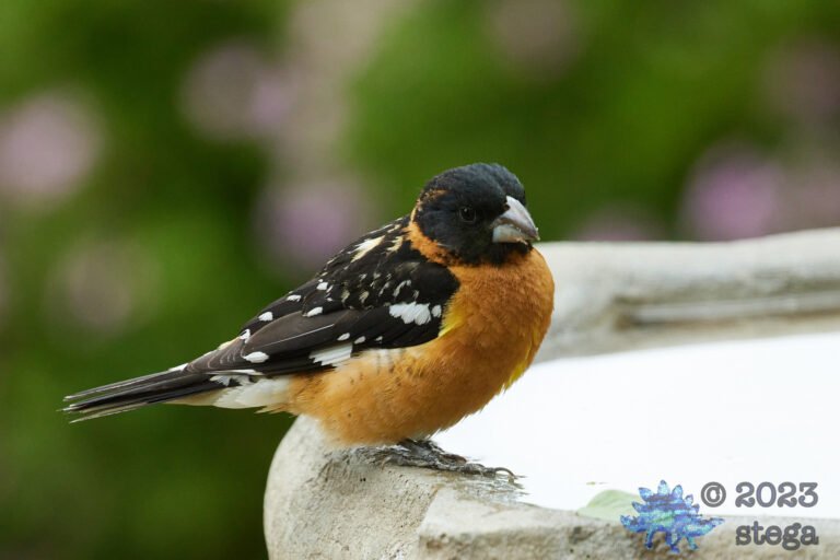 Black-Headed Grosbeak