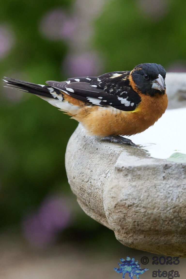 Black-Headed Grosbeak
