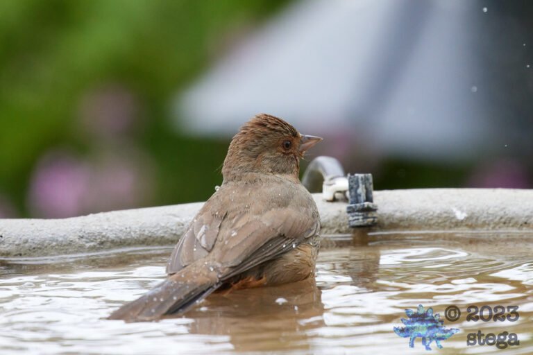 California Towhee