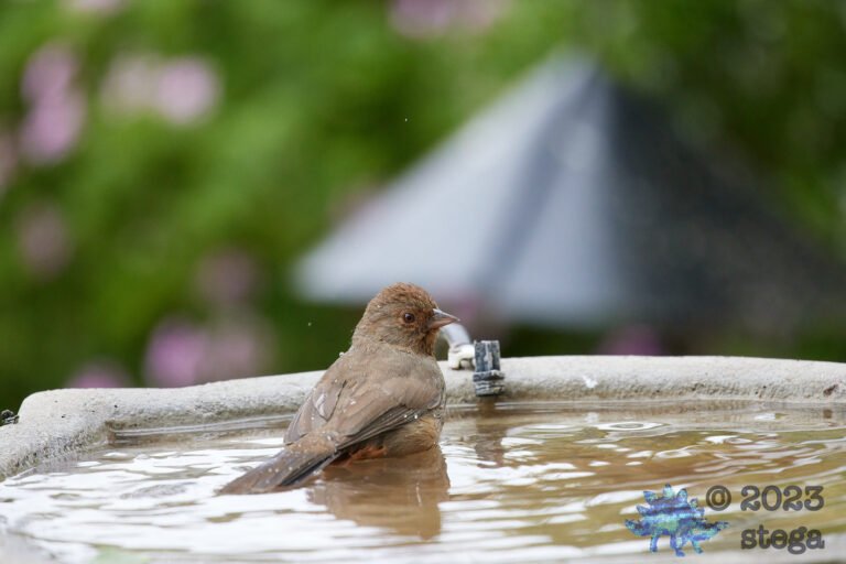 California Towhee