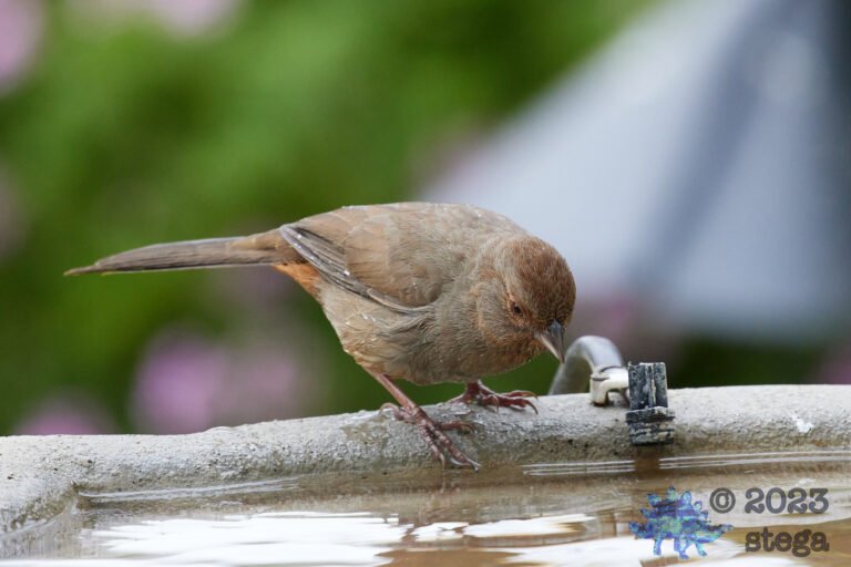 California Towhee