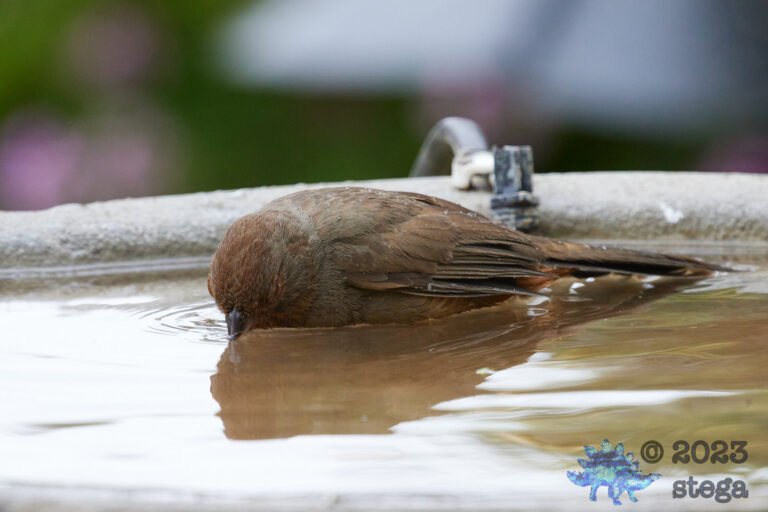 California Towhee