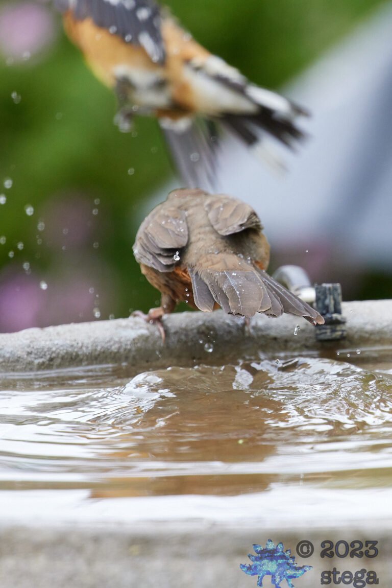 Grosbeak and Towhee