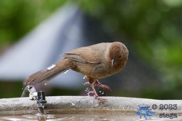 California Towhee