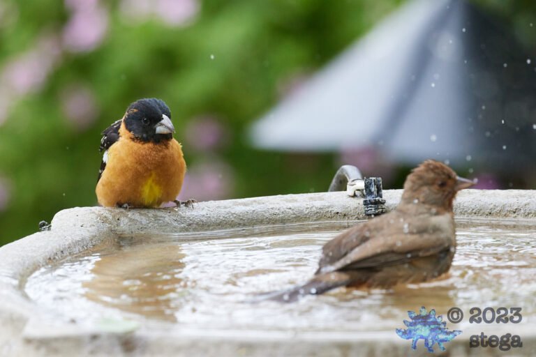 Grosbeak and Towhee