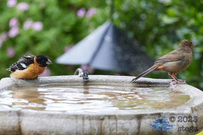 Grosbeak and Towhee
