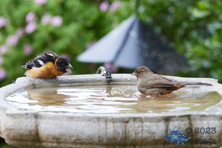 Grosbeak and Towhee