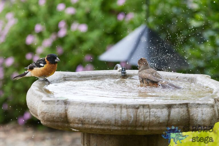 California Towhee and Black-Headed Grosbeak