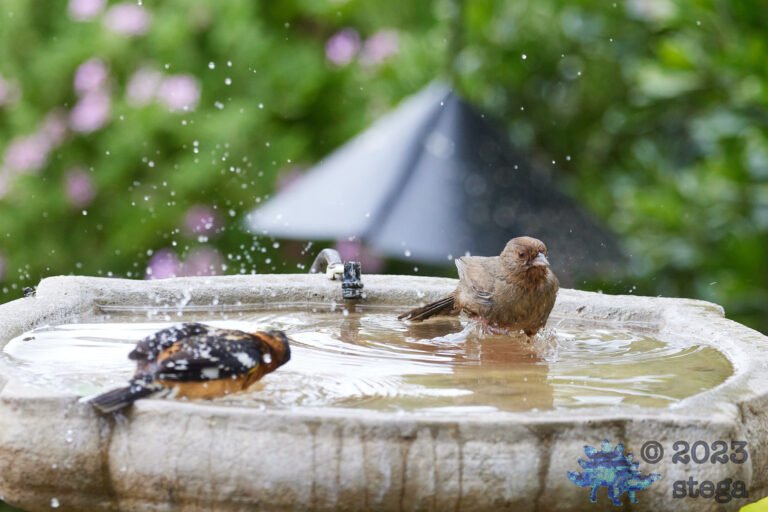 Grosbeak and Towhee