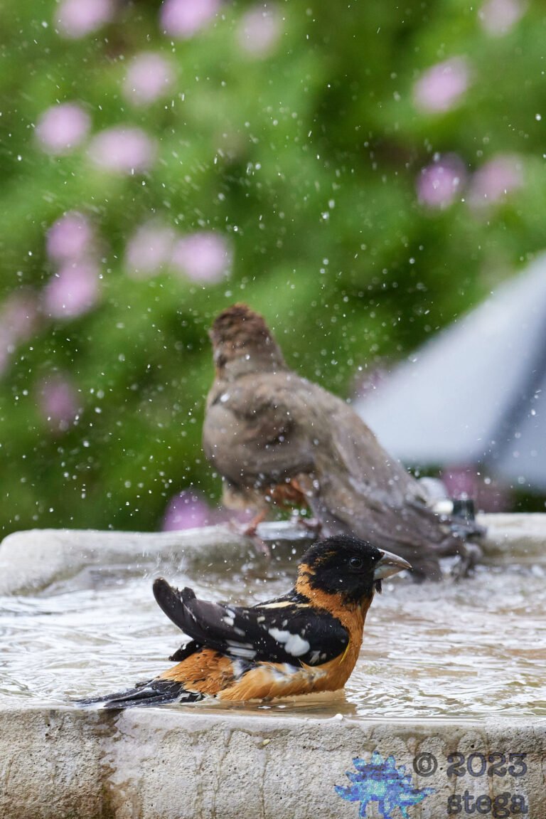 California Towhee and Black-Headed Grosbeak