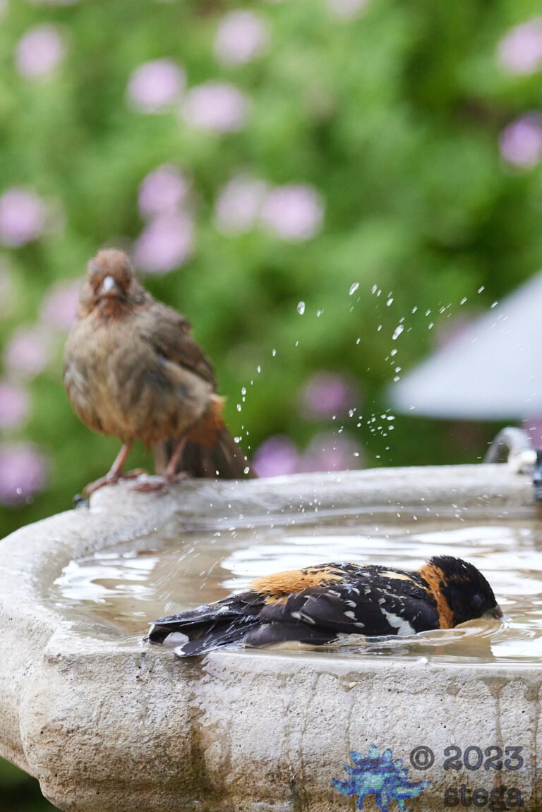 California Towhee and Black-Headed Grosbeak