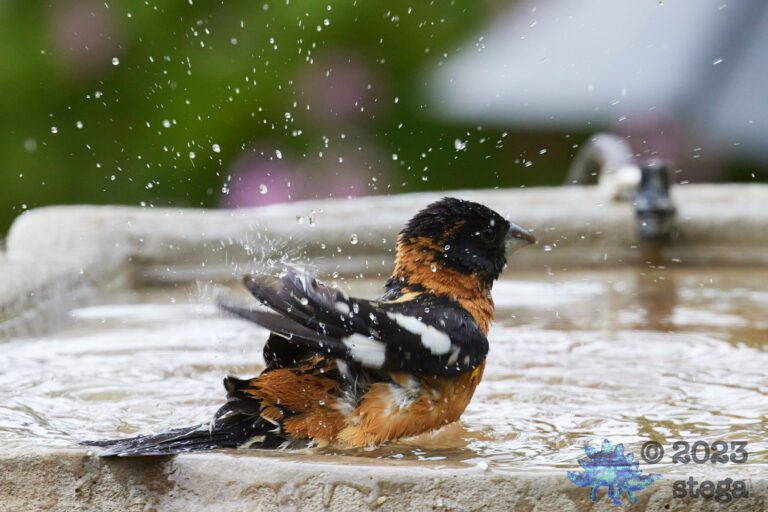 Black-Headed Grosbeak