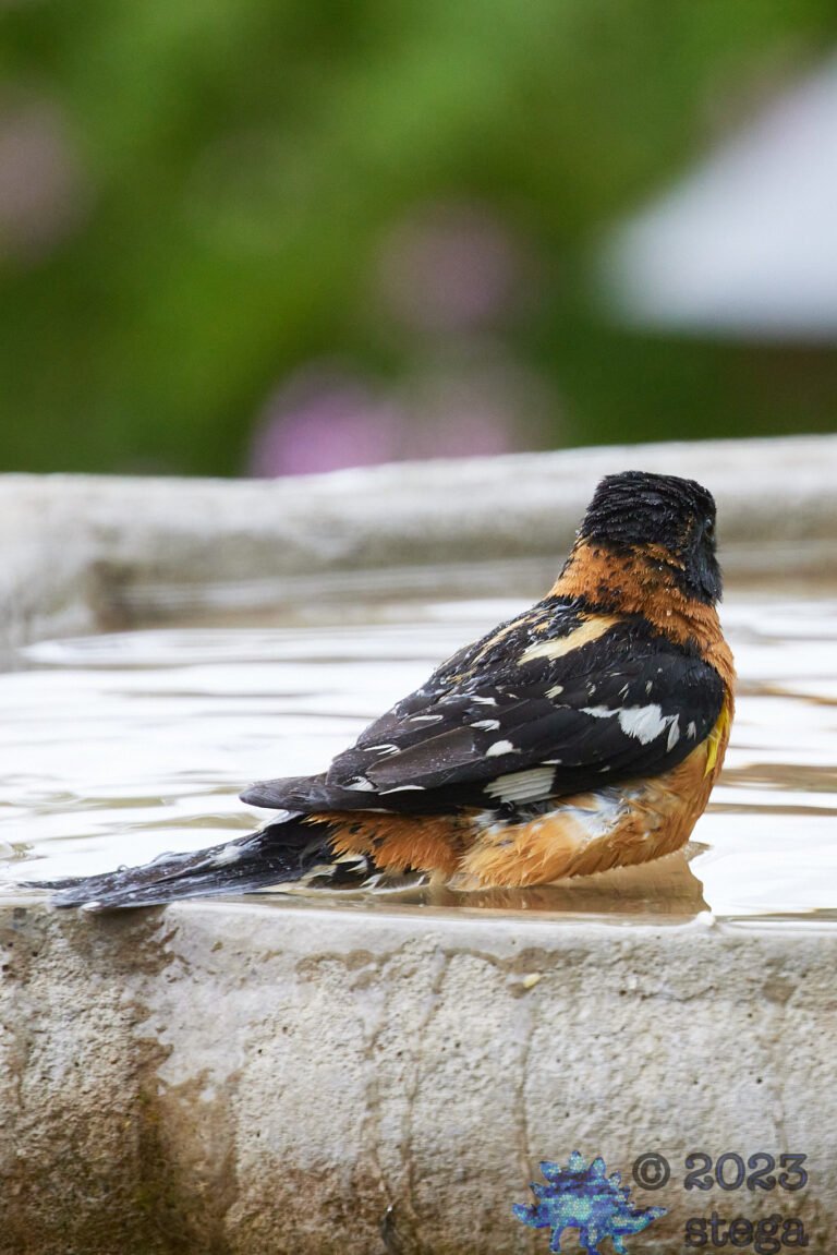 Black-Headed Grosbeak
