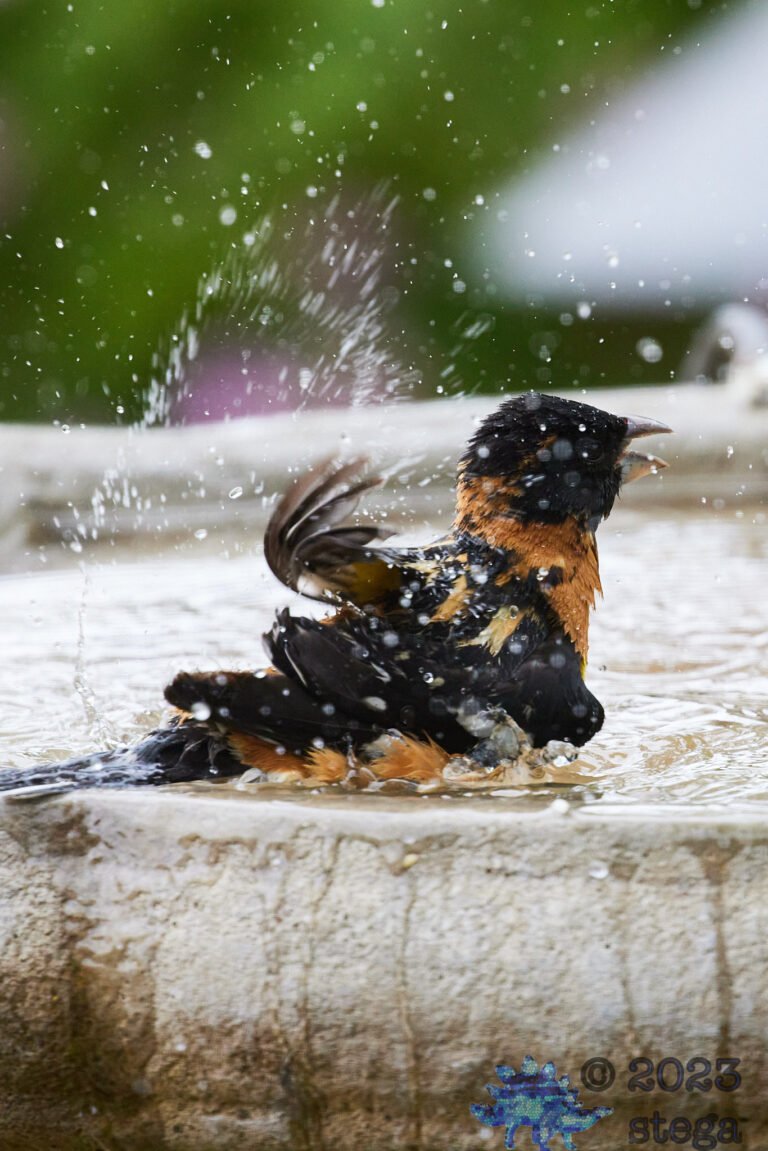 Black-Headed Grosbeak