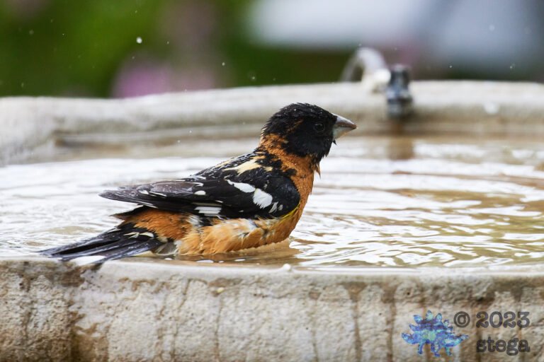 Black-Headed Grosbeak