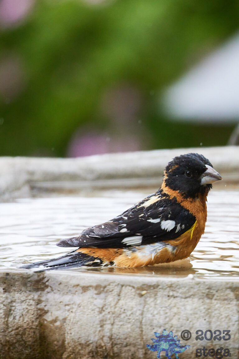Black-Headed Grosbeak