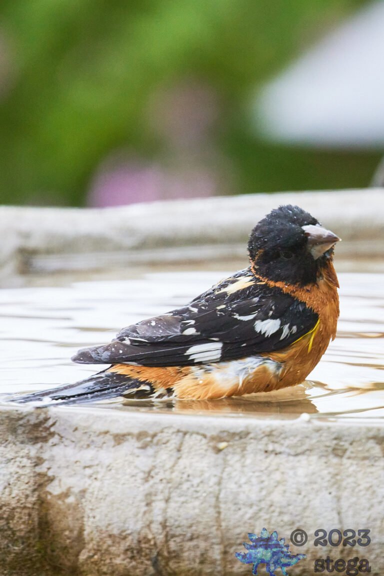 Black-Headed Grosbeak