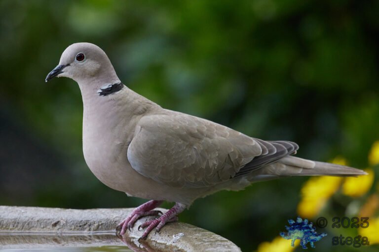 Eurasian Collared Dove